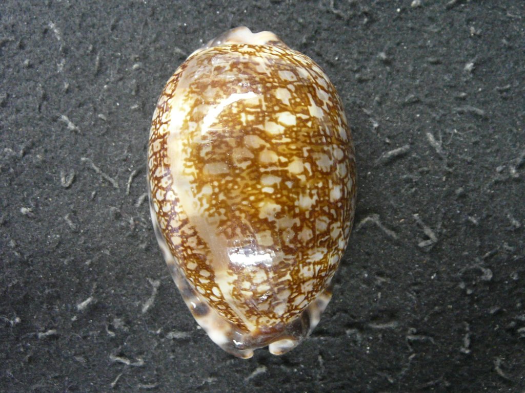 貝殻標本　法螺貝　37cm (直線)美品 すべて｜貝殻標本店「F]