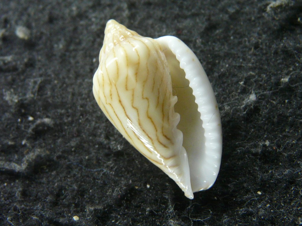 すべて｜貝殻標本店「F]