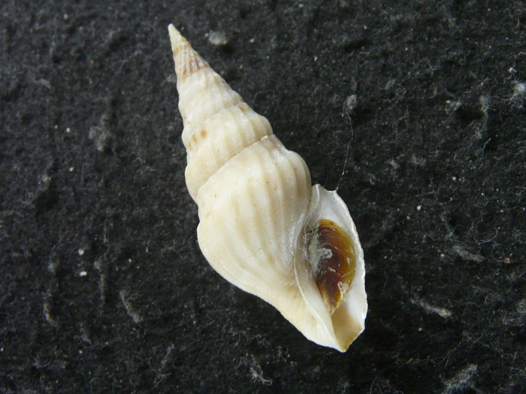 すべて｜貝殻標本店「F]