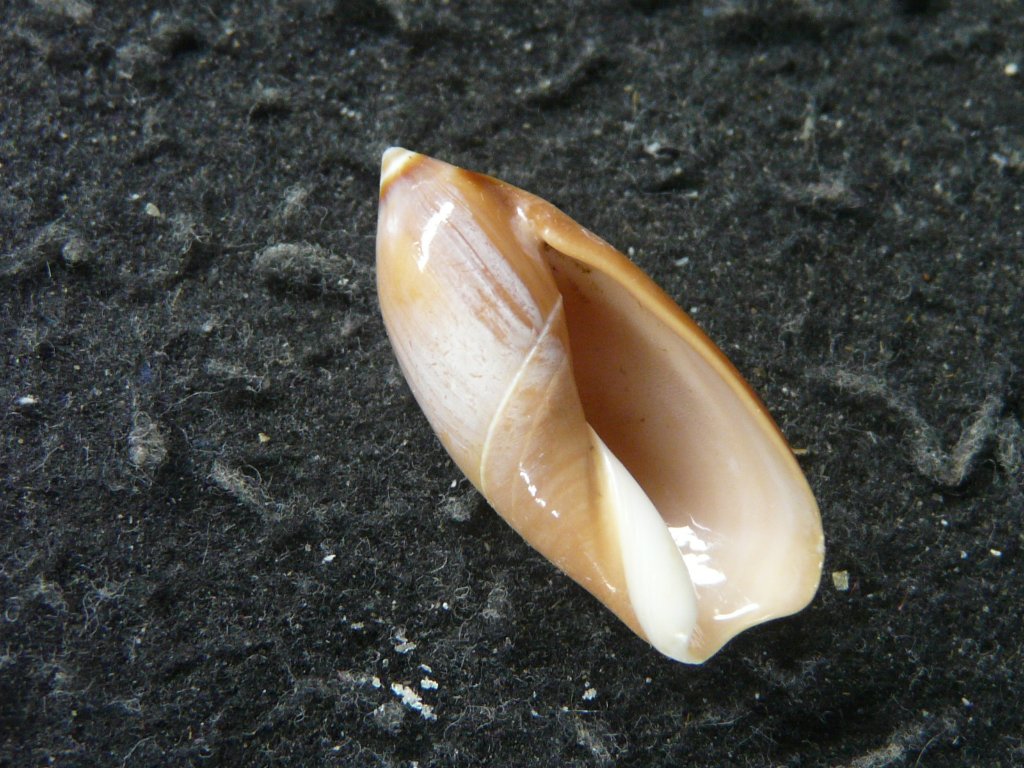 すべて｜貝殻標本店「F]