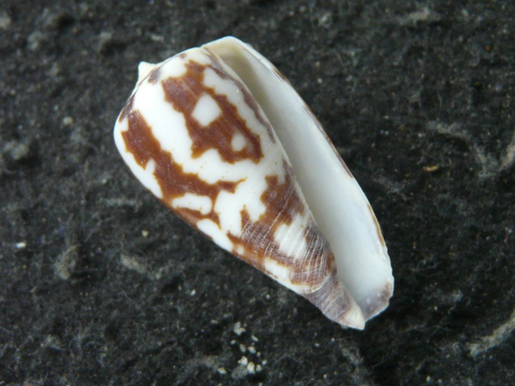 イモガイ科｜貝殻標本店「F]