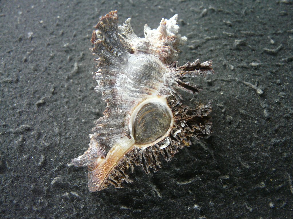 アクキガイ科｜貝殻標本店「F]