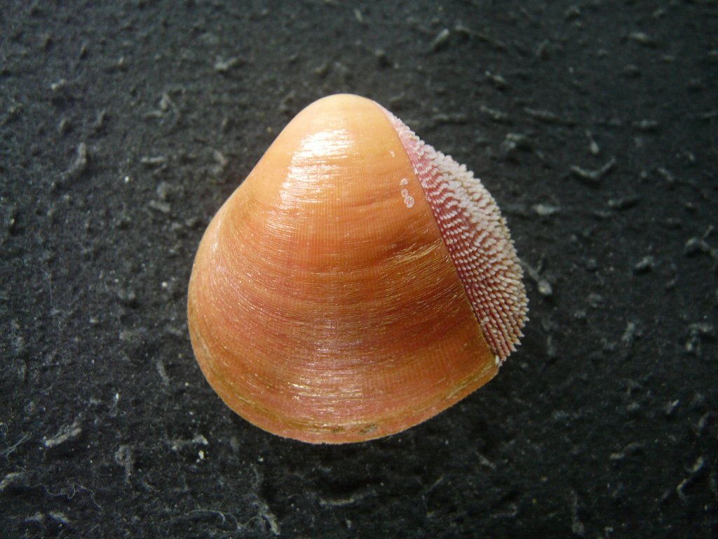 2枚貝その他｜貝殻標本店「F]