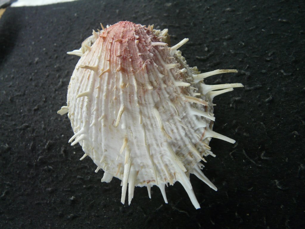 2枚貝その他｜貝殻標本店「F]