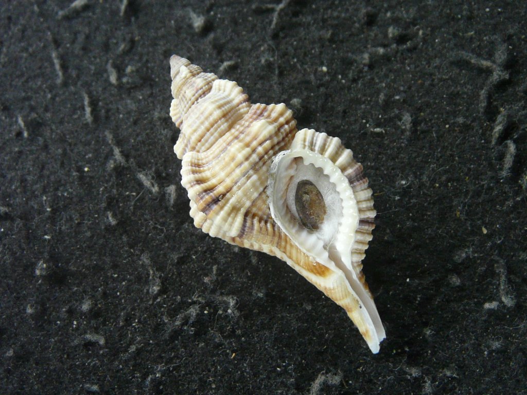 すべて｜貝殻標本店「F]