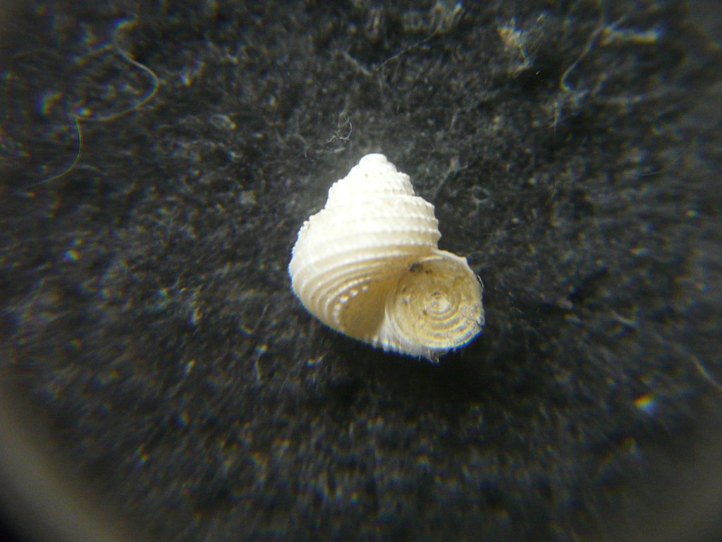 すべて｜貝殻標本店「F]