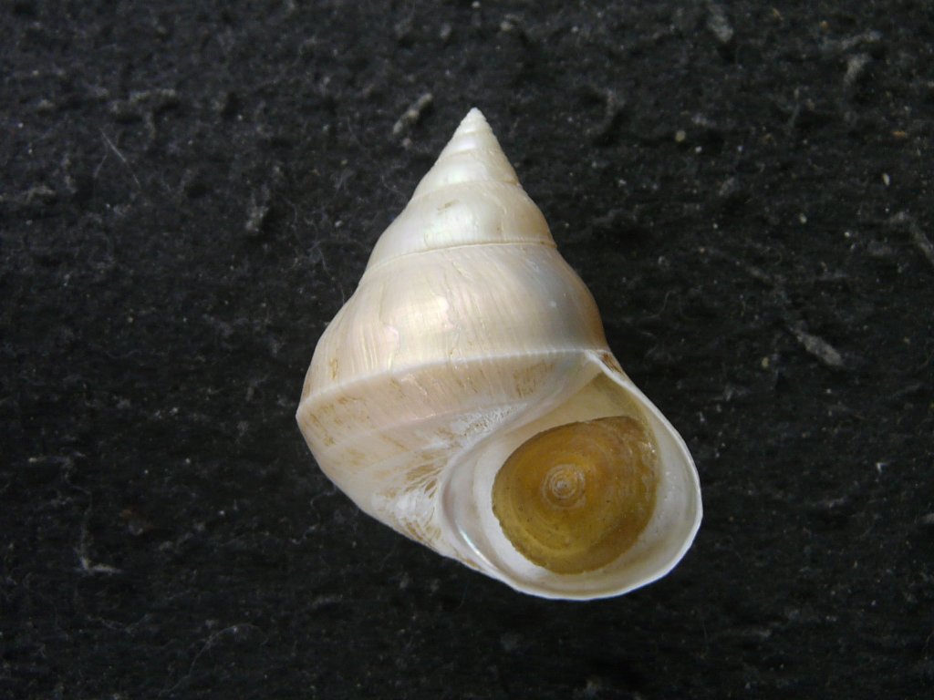 ニシキウズガイ科｜貝殻標本店「F]