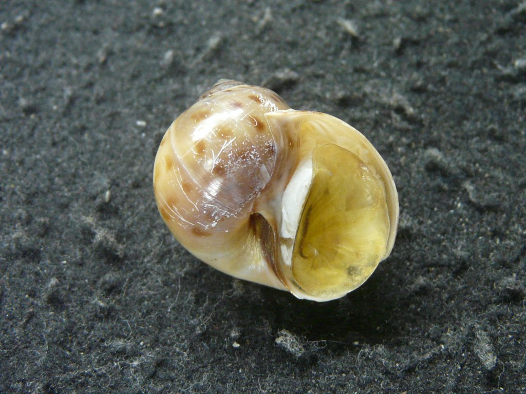 すべて｜貝殻標本店「F]