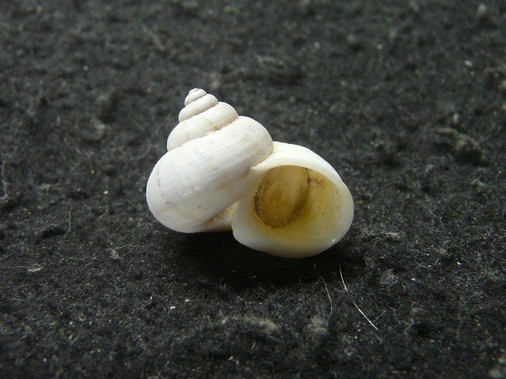 その他の巻貝｜貝殻標本店「F]