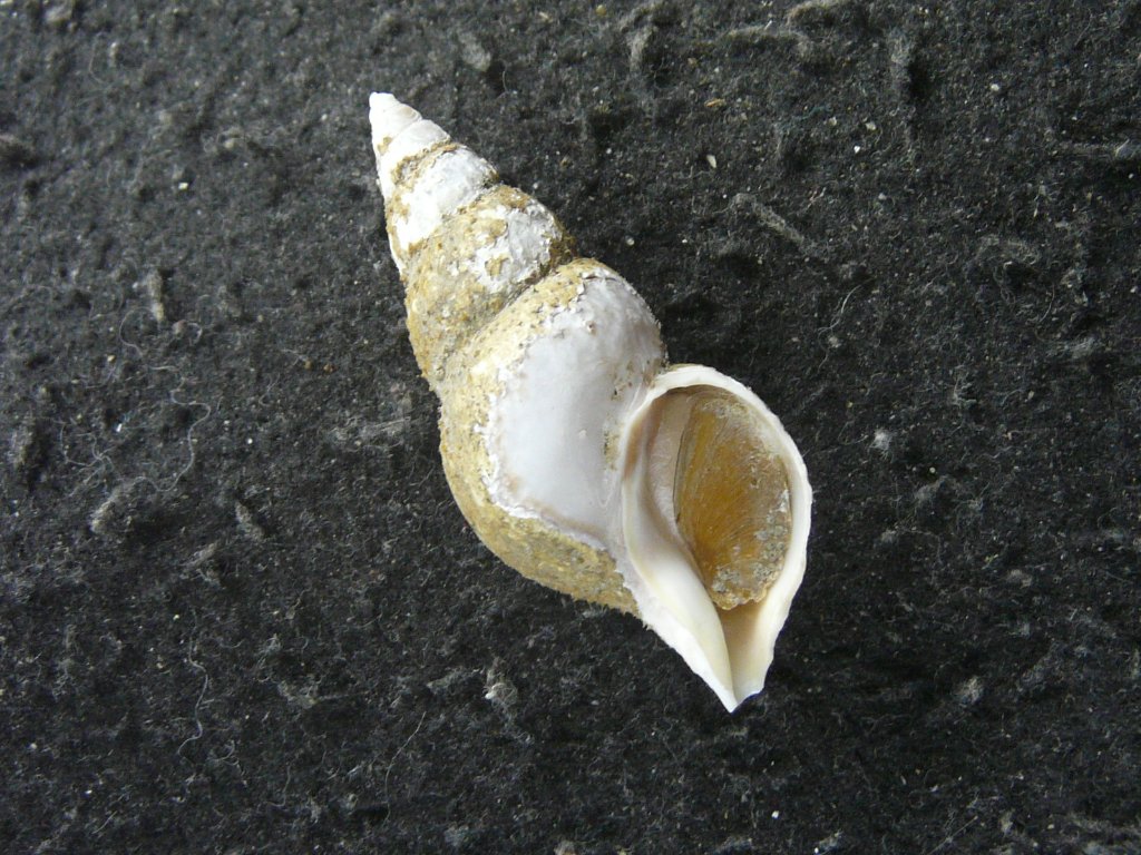 すべて｜貝殻標本店「F]