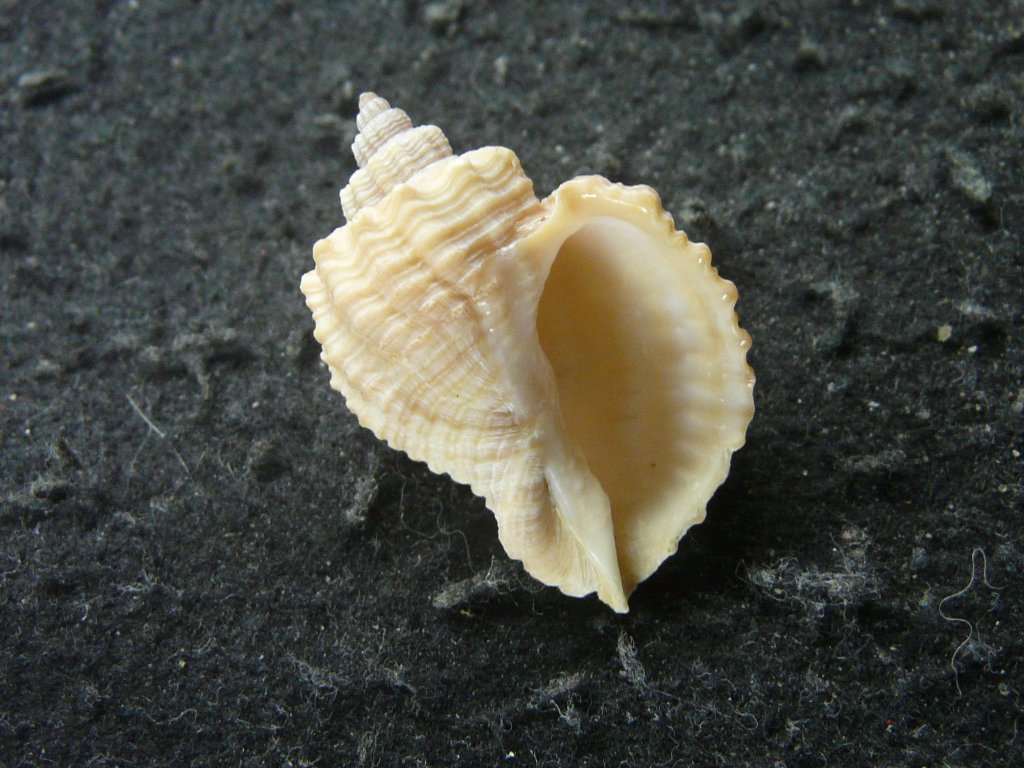 すべて｜貝殻標本店「F]