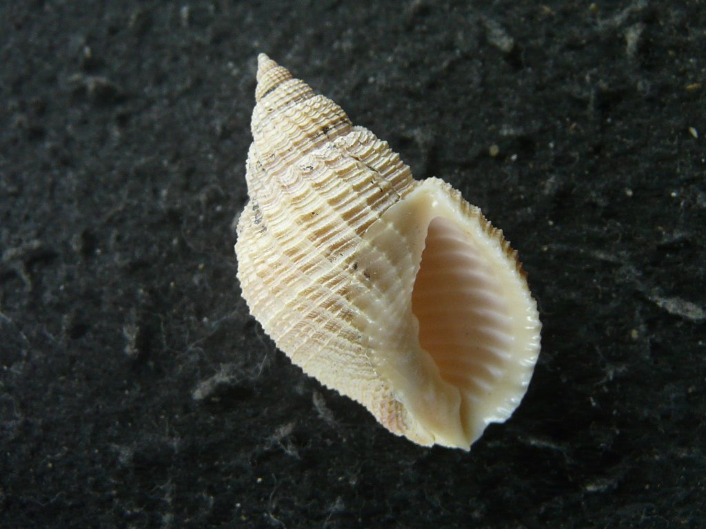 すべて｜貝殻標本店「F]