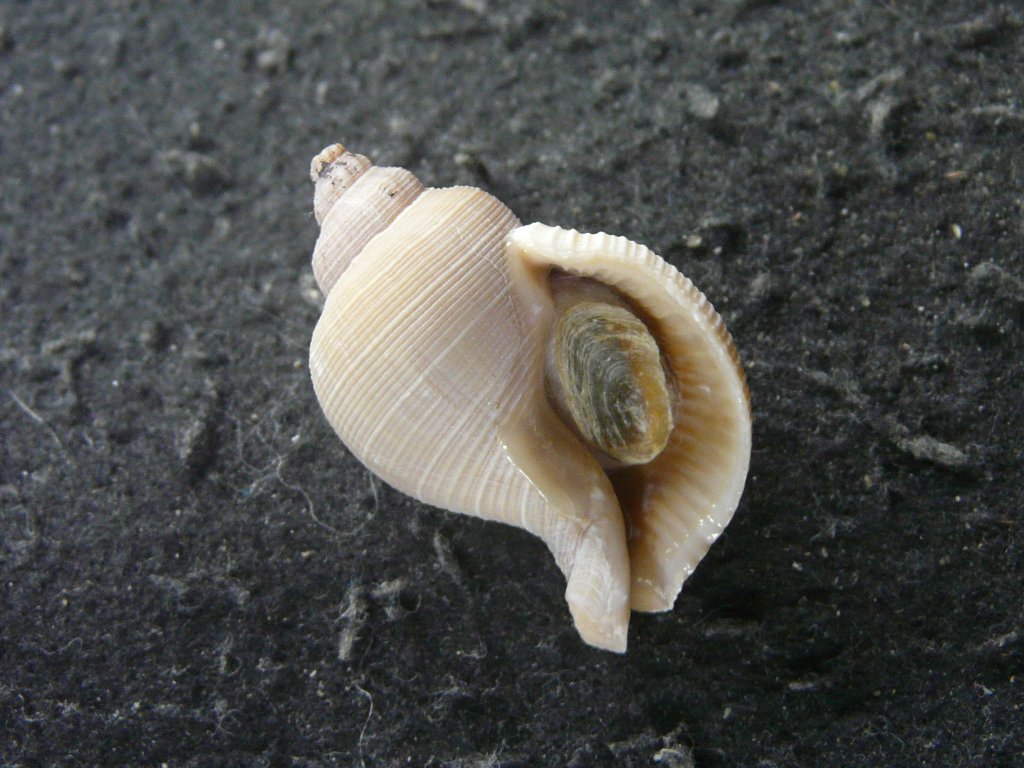 貝　標本　カブトソデガイ　超大型２１㎝ 貝 標本 カブトソデガイ 超大型21㎝