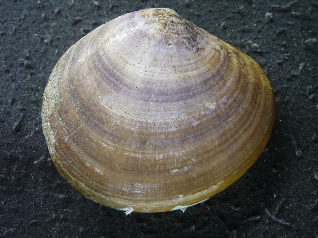 2枚貝その他｜貝殻標本店「F]