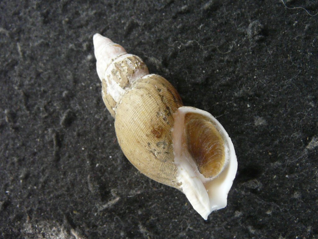 すべて｜貝殻標本店「F]