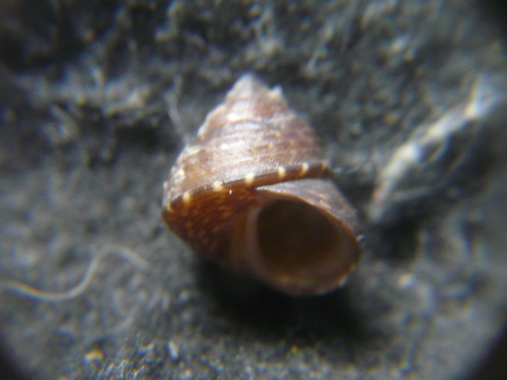 ニシキウズガイ科｜貝殻標本店「F]