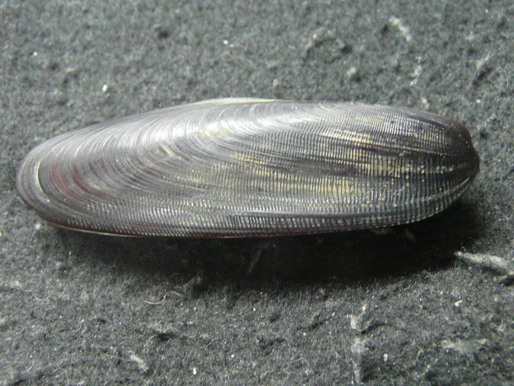 2枚貝その他｜貝殻標本店「F]