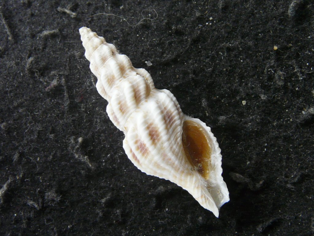 クダマキガイ科｜貝殻標本店「F]