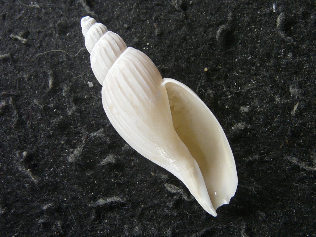 ガクフボラ科｜貝殻標本店「F]