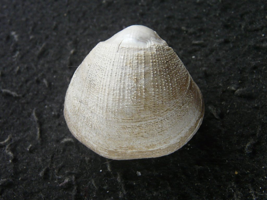 すべて｜貝殻標本店「F]