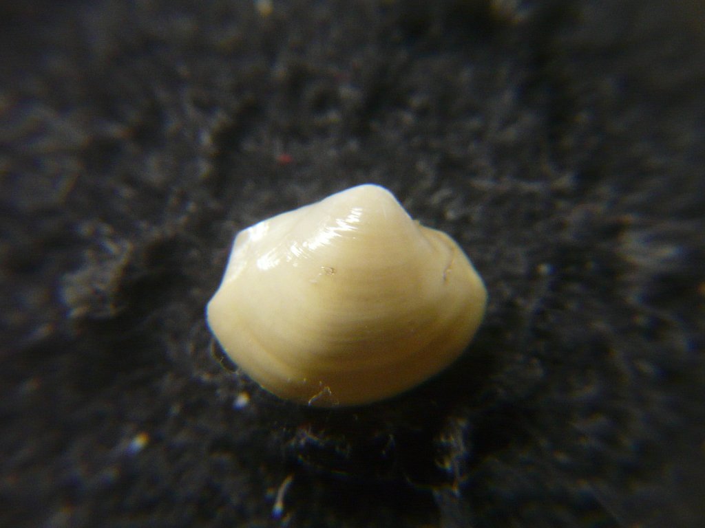 ②-1貝標本ヤエバイトカケ（蓋付） ①-1貝標本ヤエバイトカケ（蓋付：胴太型） すべて｜貝殻標本店「F]