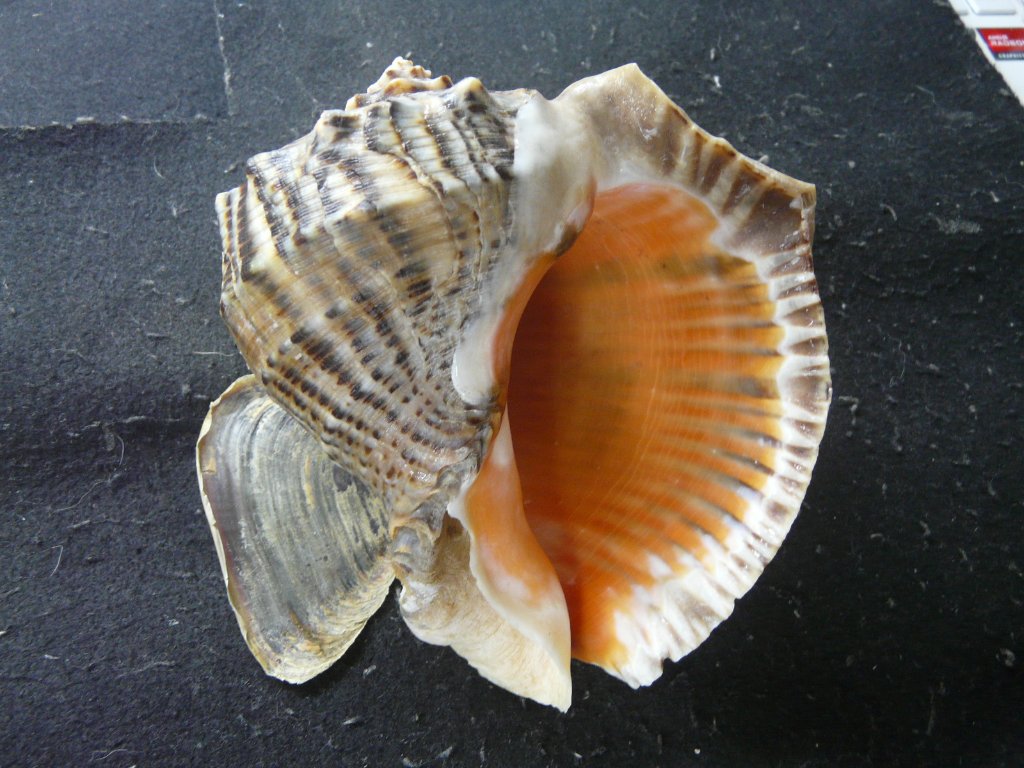 貝殻標本　ホラガイ　蓋付き 貝殻標本 ホラガイ 蓋付き 0_02b115faea6fd34ff2c8d3ac30b7