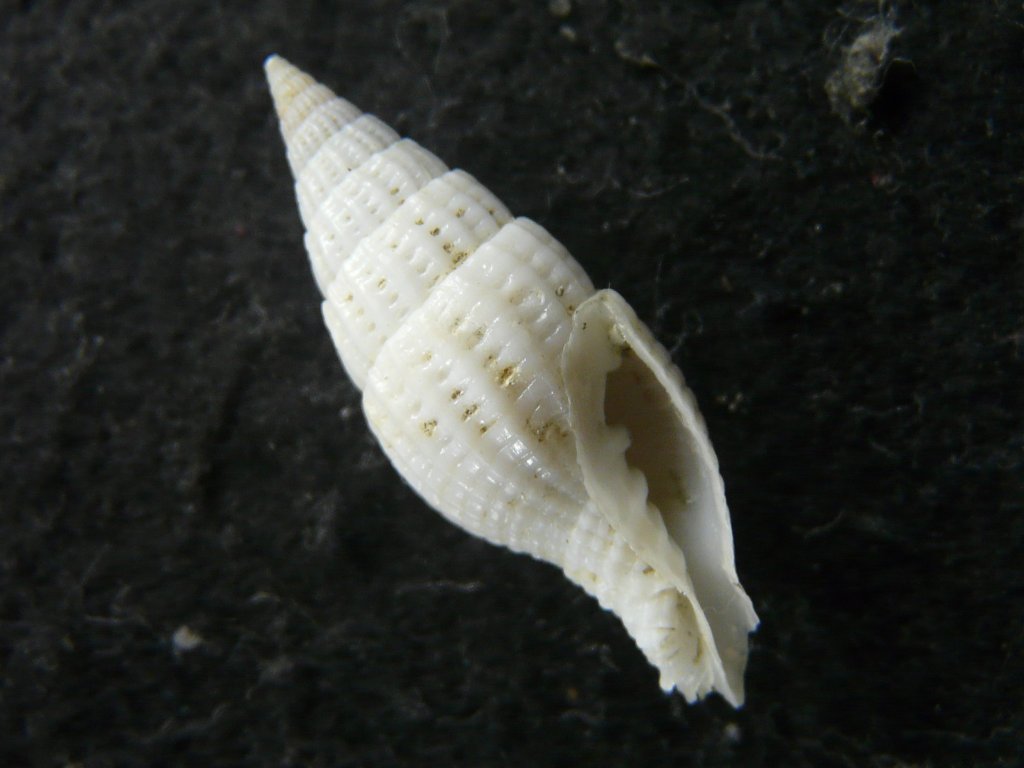 貝標本ヤエバイトカケ（蓋付） 貝標本ヤエバイトカケ（蓋付）