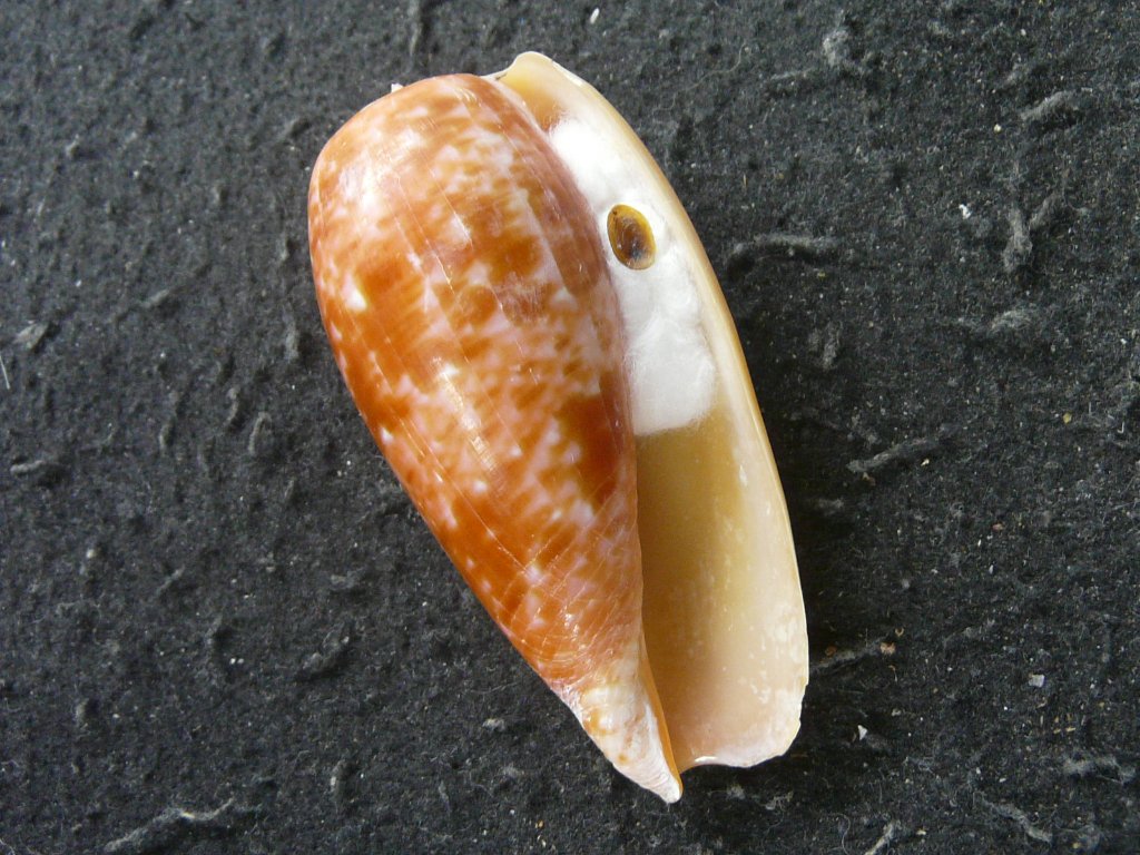 イモガイ科｜貝殻標本店「F]