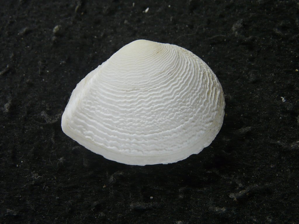 2枚貝その他｜貝殻標本店「F]