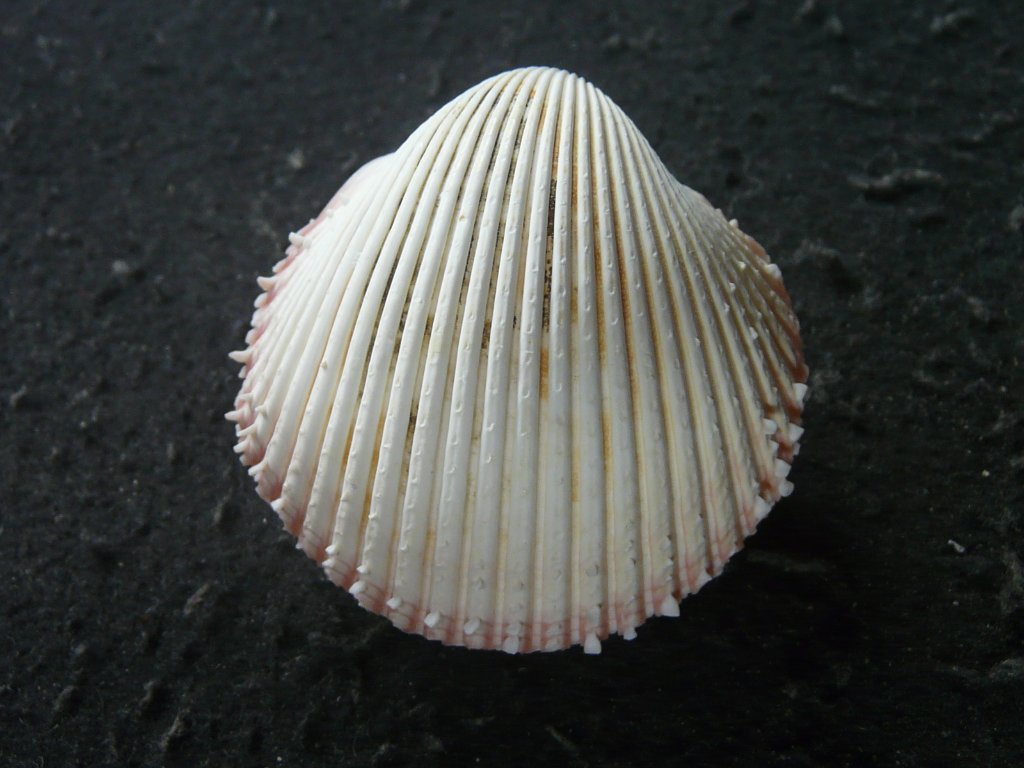 すべて｜貝殻標本店「F]