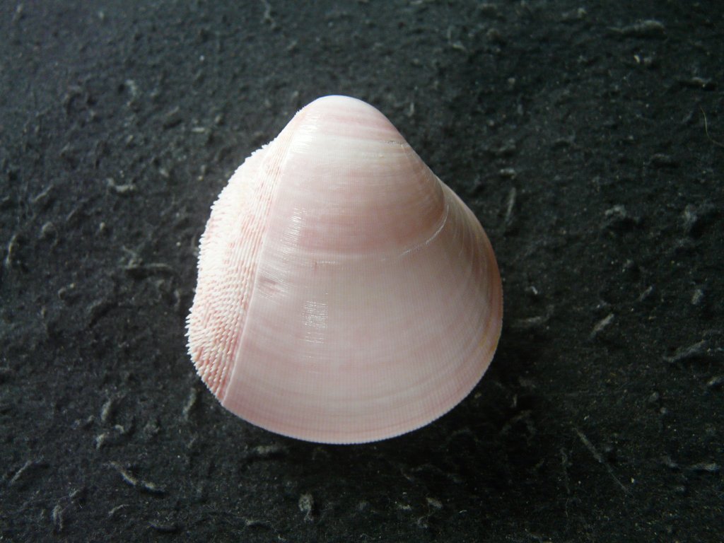 大きい　二枚貝 2枚貝その他｜貝殻標本店「F]