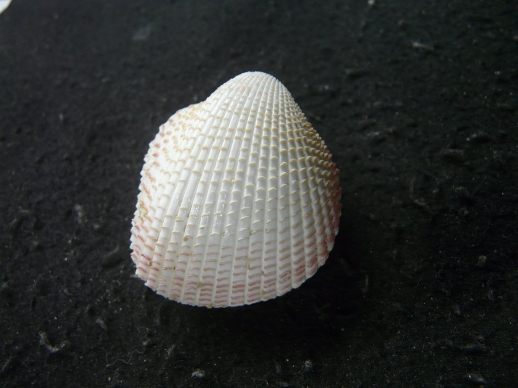 すべて｜貝殻標本店「F]