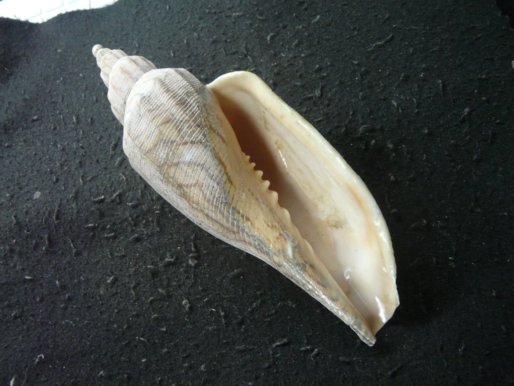 ガクフボラ科｜貝殻標本店「F]