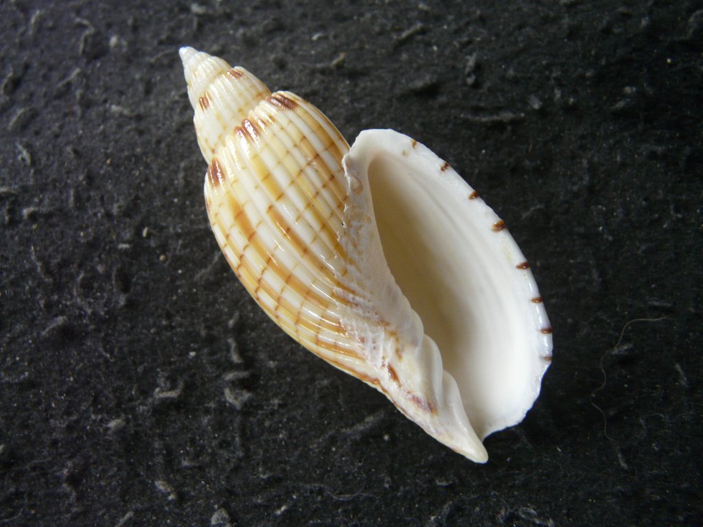 すべて｜貝殻標本店「F]