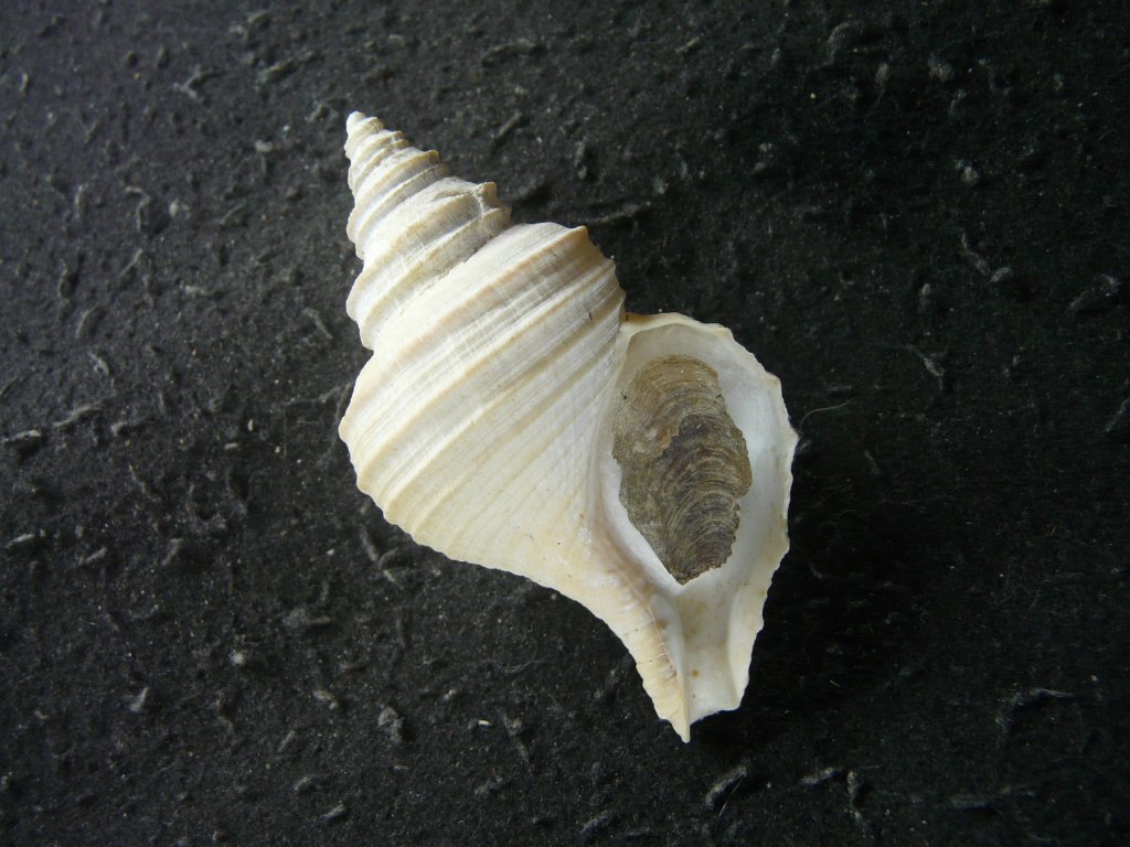 すべて｜貝殻標本店「F]