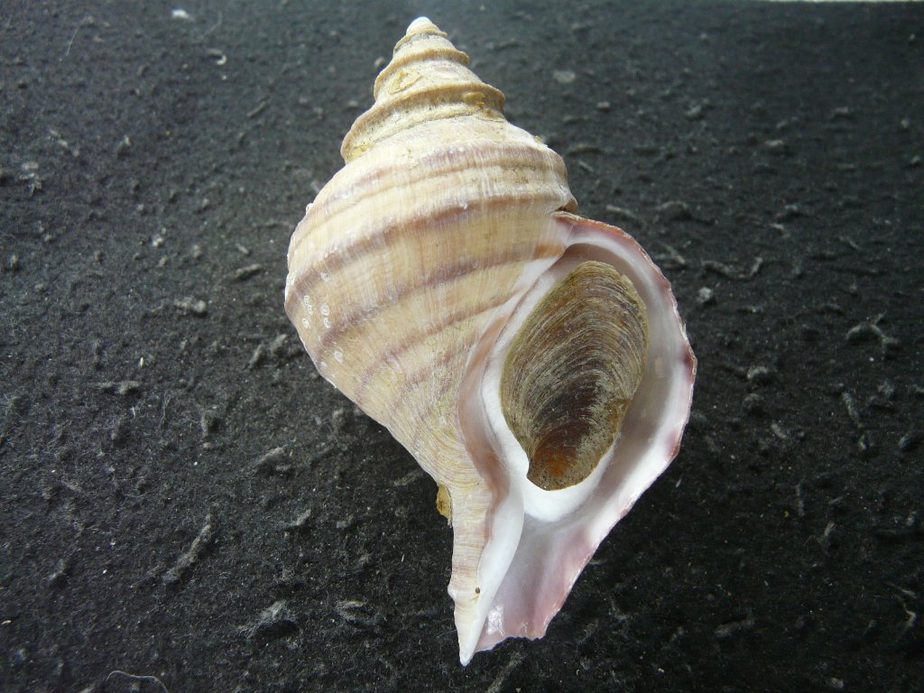 すべて｜貝殻標本店「F]