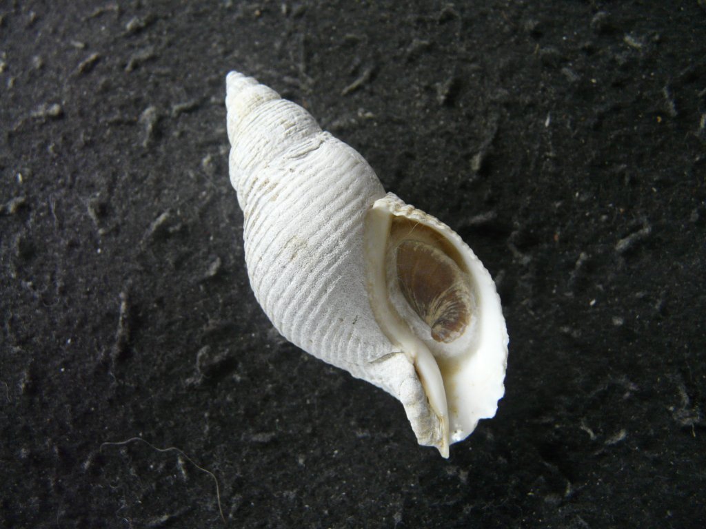 すべて｜貝殻標本店「F]