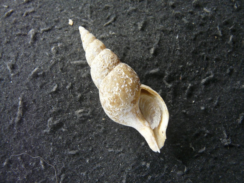 エゾバイ科・イトマキボラ科｜貝殻標本店「F]