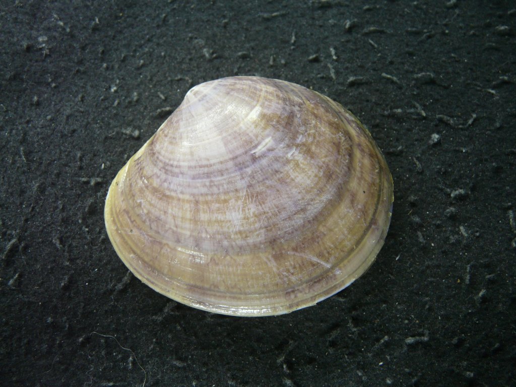 2枚貝その他｜貝殻標本店「F]