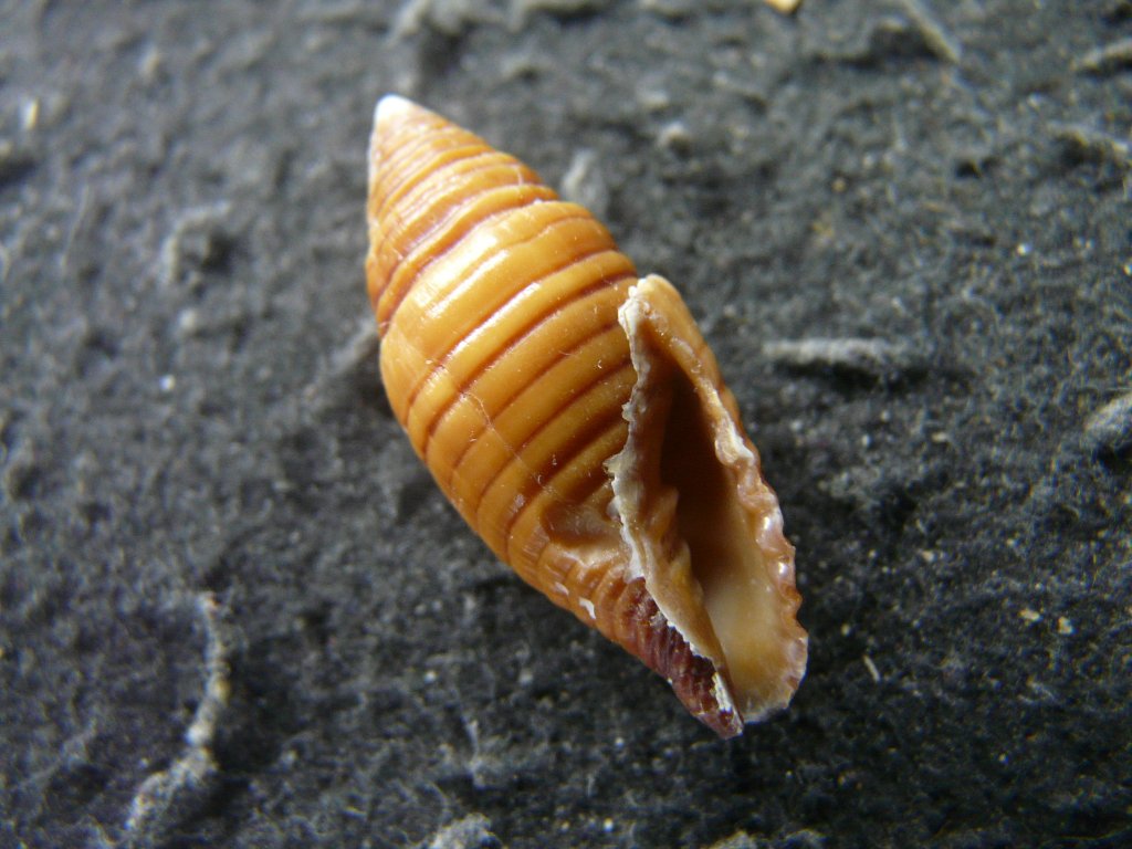 フデガイ科・ツクシガイ科｜貝殻標本店「F]