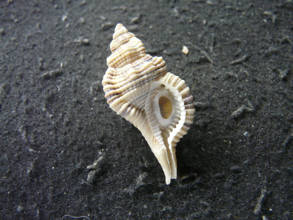 フジツガイ科・オキニシ科｜貝殻標本店「F]