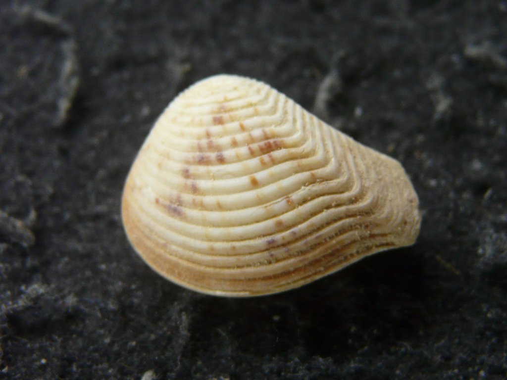 2枚貝その他｜貝殻標本店「F]