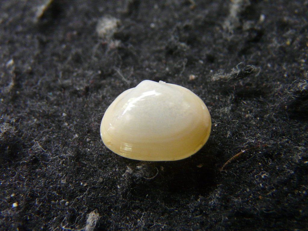 2枚貝その他｜貝殻標本店「F]