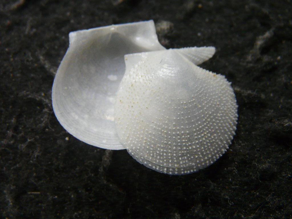 2枚貝その他｜貝殻標本店「F]