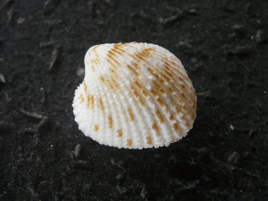 2枚貝その他｜貝殻標本店「F]