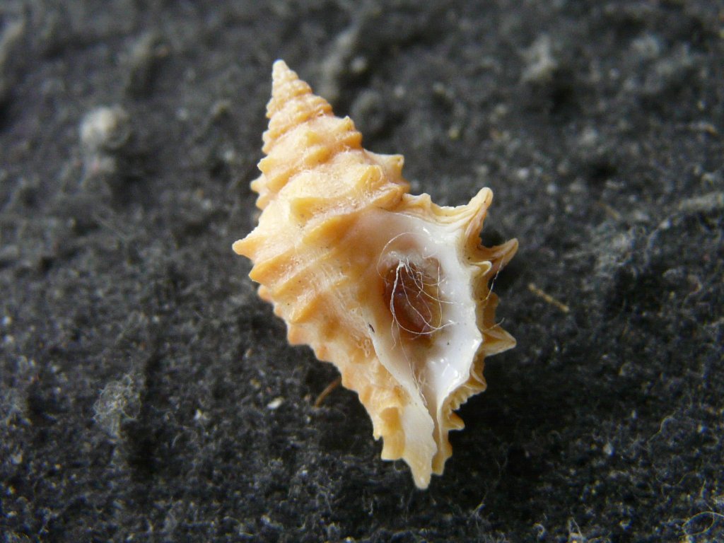 アクキガイ科｜貝殻標本店「F]