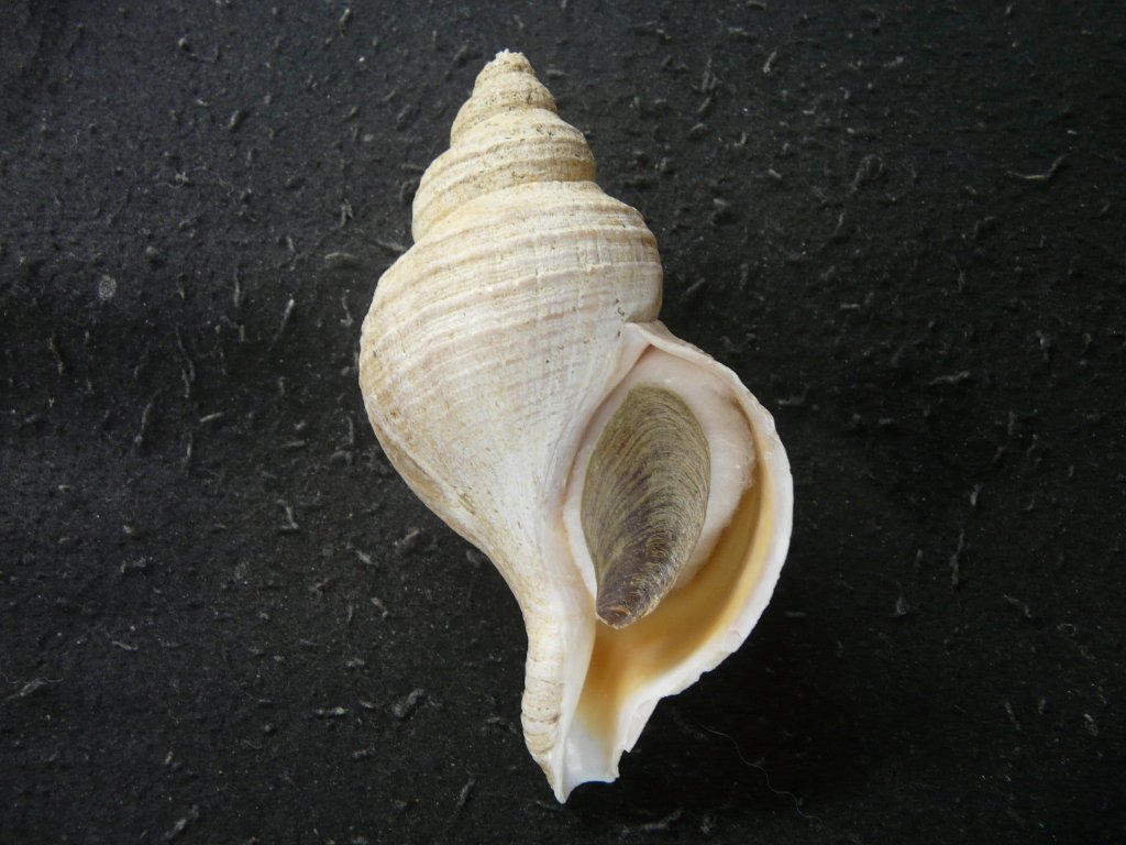 エゾバイ科・イトマキボラ科｜貝殻標本店「F]