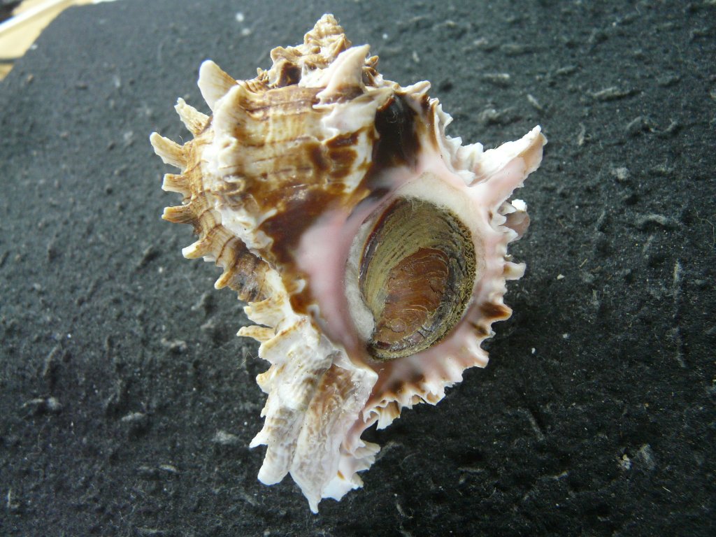 アクキガイ科｜貝殻標本店「F]