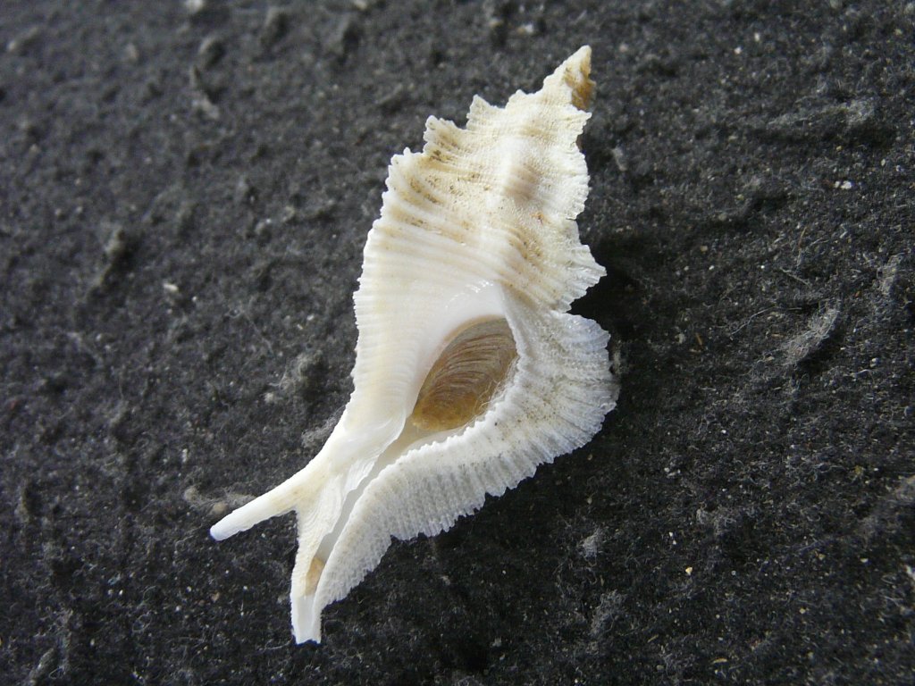 アクキガイ科｜貝殻標本店「F]