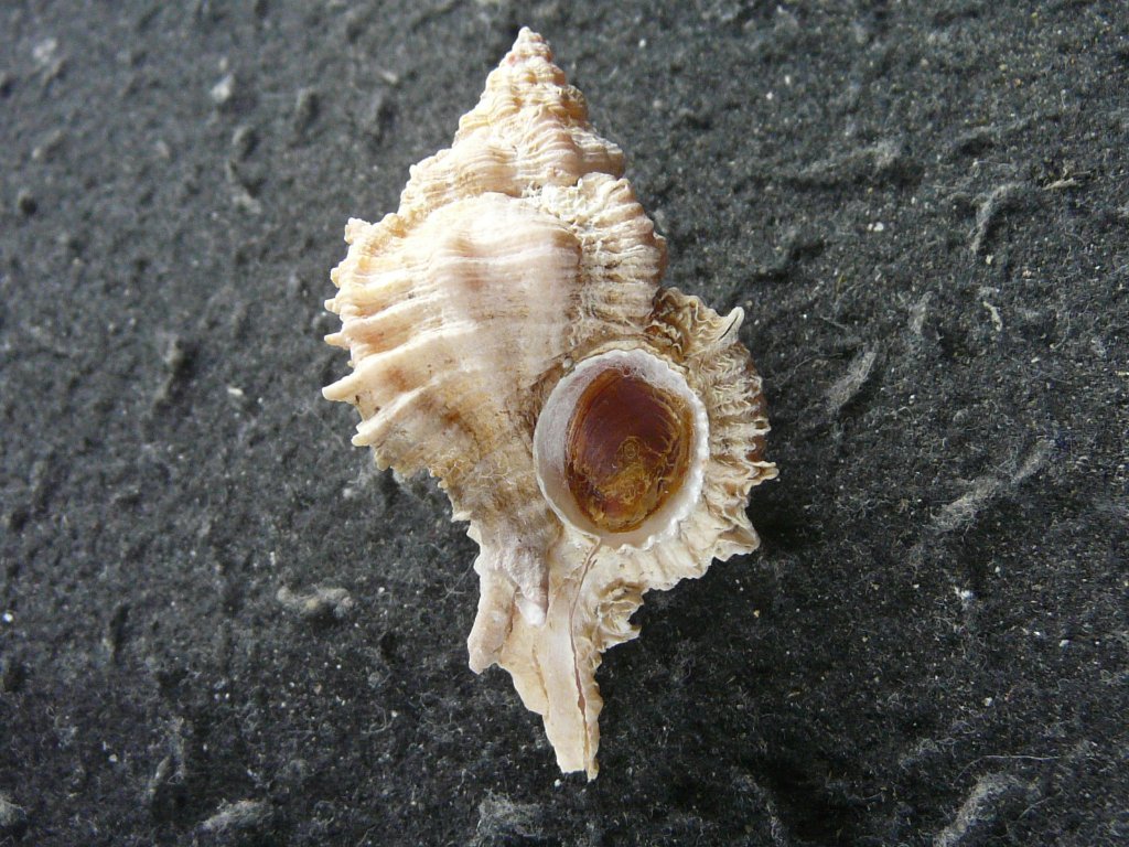 アクキガイ科｜貝殻標本店「F]